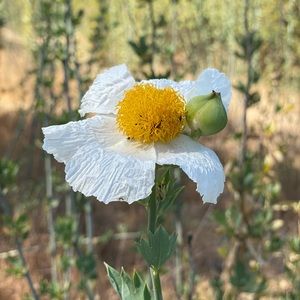 Meet your Posher, T’ien